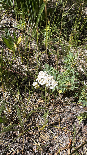 iNaturalist observation photo of common yarrow