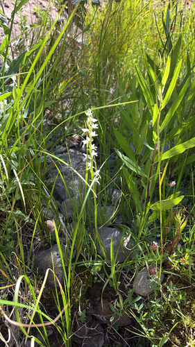 iNaturalist observation photo of white bog orchid