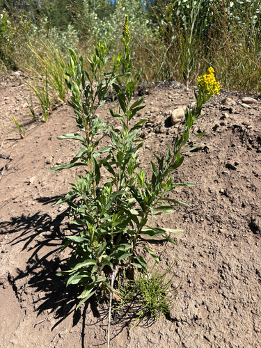 iNaturalist observation photo of west coast Canada goldenrod
