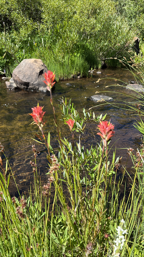 iNaturalist observation photo of giant red paintbrush