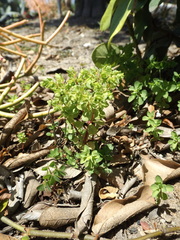 Euphorbia peplus