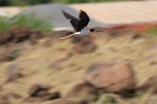 Himantopus mexicanus observed 2026-06-29