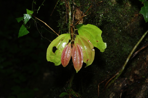 Rhodamnia argentea observed 2026-06-28