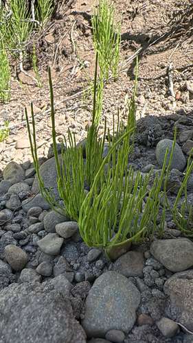iNaturalist observation photo of field horsetail