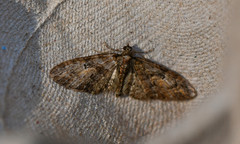 Eupithecia abbreviata