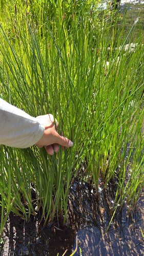 iNaturalist observation photo of grasses, sedges, cattails, and allies
