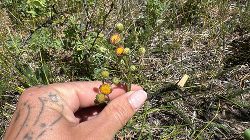 iNaturalist observation photo of western mountain aster