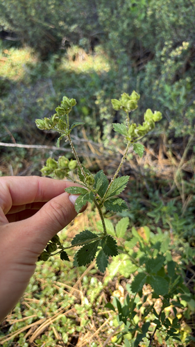 iNaturalist observation photo of sticky cinquefoil