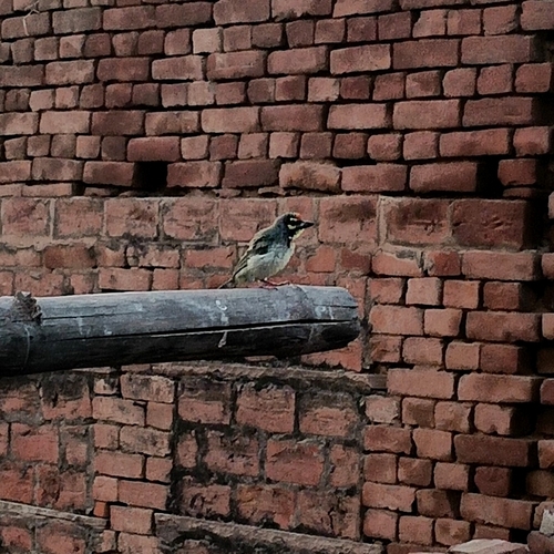 Coppersmith Barbet