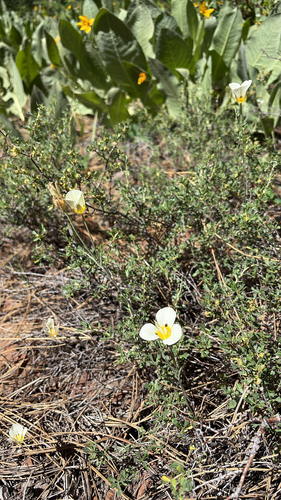 iNaturalist observation photo of Leichtlin's Mariposa Lily