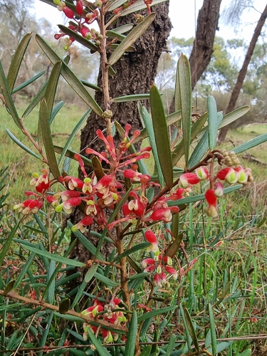 Rough Grevillea