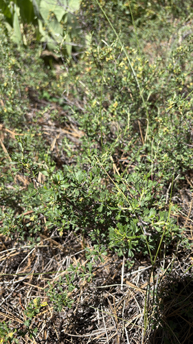 iNaturalist observation photo of Antelope Bitterbrush