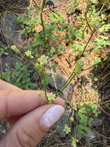 iNaturalist observation photo of Dicots