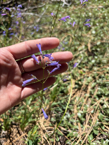 iNaturalist observation photo of Slender Beardtongue