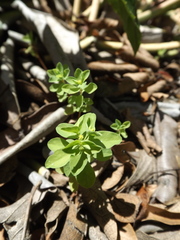 Euphorbia peplus