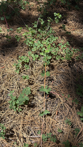 iNaturalist observation photo of creeping snowberry