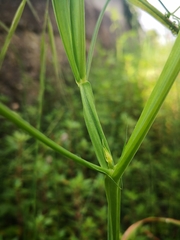 Lathyrus annuus