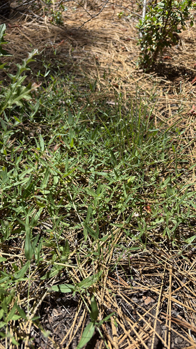 iNaturalist observation photo of milk kelloggia