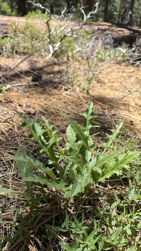iNaturalist observation photo of Anderson's thistle