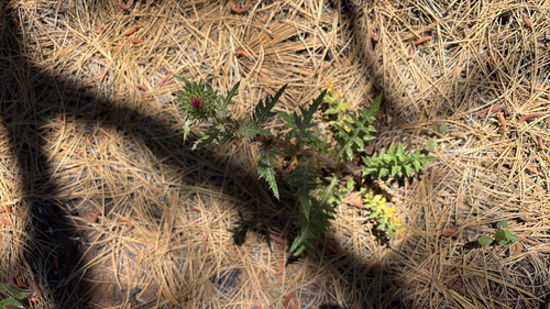 iNaturalist observation photo of Anderson's thistle