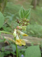 Vicia oroboides