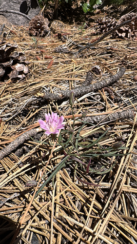 iNaturalist observation photo of lettuce wirelettuce