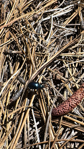 iNaturalist observation photo of Cucujiform Beetles