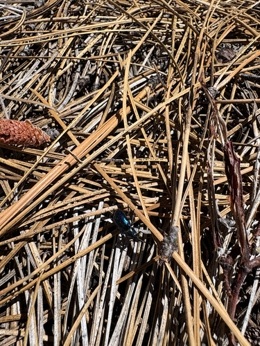 iNaturalist observation photo of Carpenter Ants, Typical Sugar Ants and Allies
