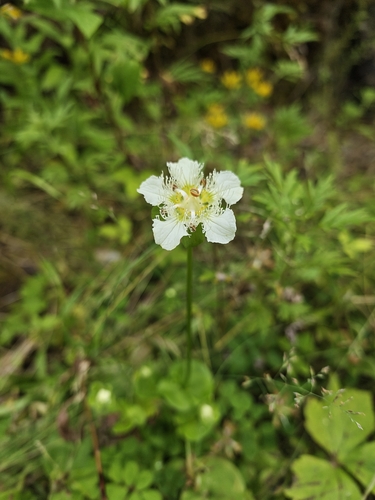 Parnassia wightiana, 2026-06-30