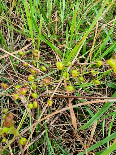 Climbing Sundew