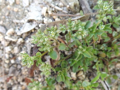 Polycarpon tetraphyllum