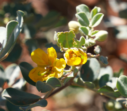 Crinkle Leaf Cassia
