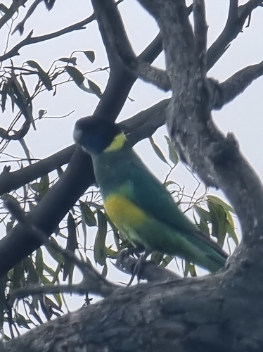 Australian Ringneck