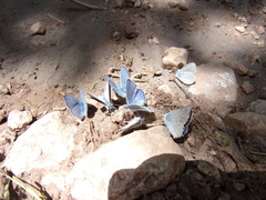 Cyaniris semiargus bellis