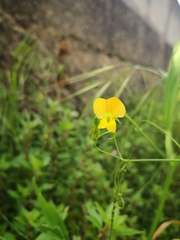 Lathyrus annuus