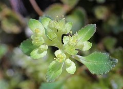 Chrysosplenium macrostemon