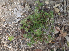 Polycarpon tetraphyllum