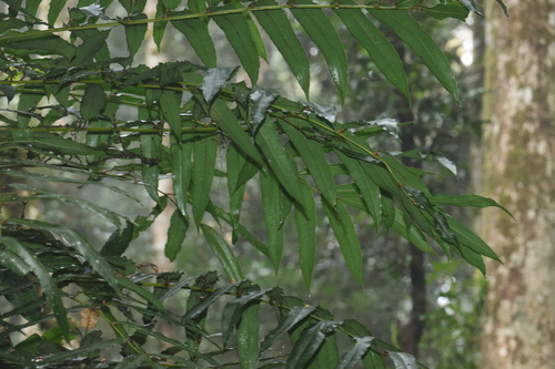 Akania bidwillii, photograph 1