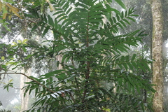 Akania bidwillii
