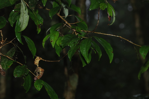 Rhodamnia argentea, photograph 6