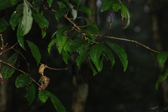 Rhodamnia argentea, photograph (c) Greg Tasney, some rights reserved (CC BY-SA)