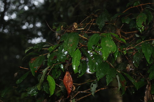 Rhodamnia argentea observed 2026-06-28