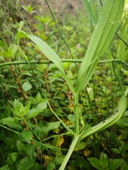Lathyrus annuus