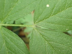 Vicia oroboides