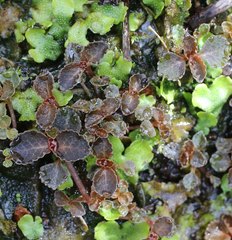Chrysosplenium macrostemon