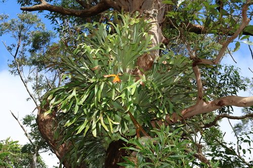 Platycerium bifurcatum