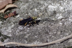 Ichneumon centrator