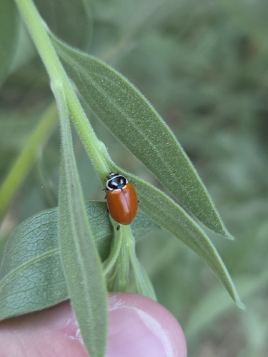 iNaturalist observation photo of Convergent Lady Beetle