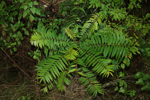Ailanthus triphysa, photograph 6
