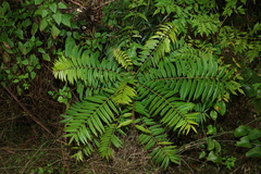 Ailanthus triphysa, photograph (c) Greg Tasney, some rights reserved (CC BY-SA)
